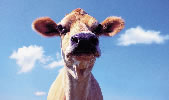 Cow