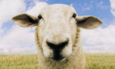 Sheep